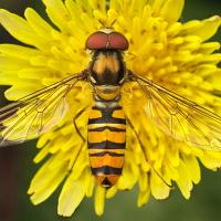 Marmalade Hoverfly 6 